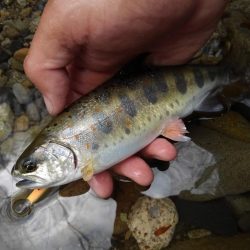 渓流ミノーイング 長良川水系